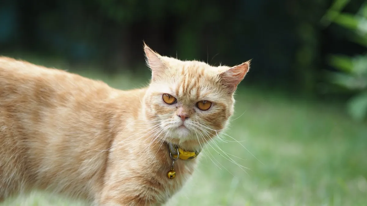 Groomer ASMR vs. Gata Gigante: Un Duelo Viral de Limpieza